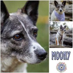 Moony