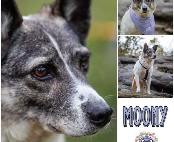 Moony