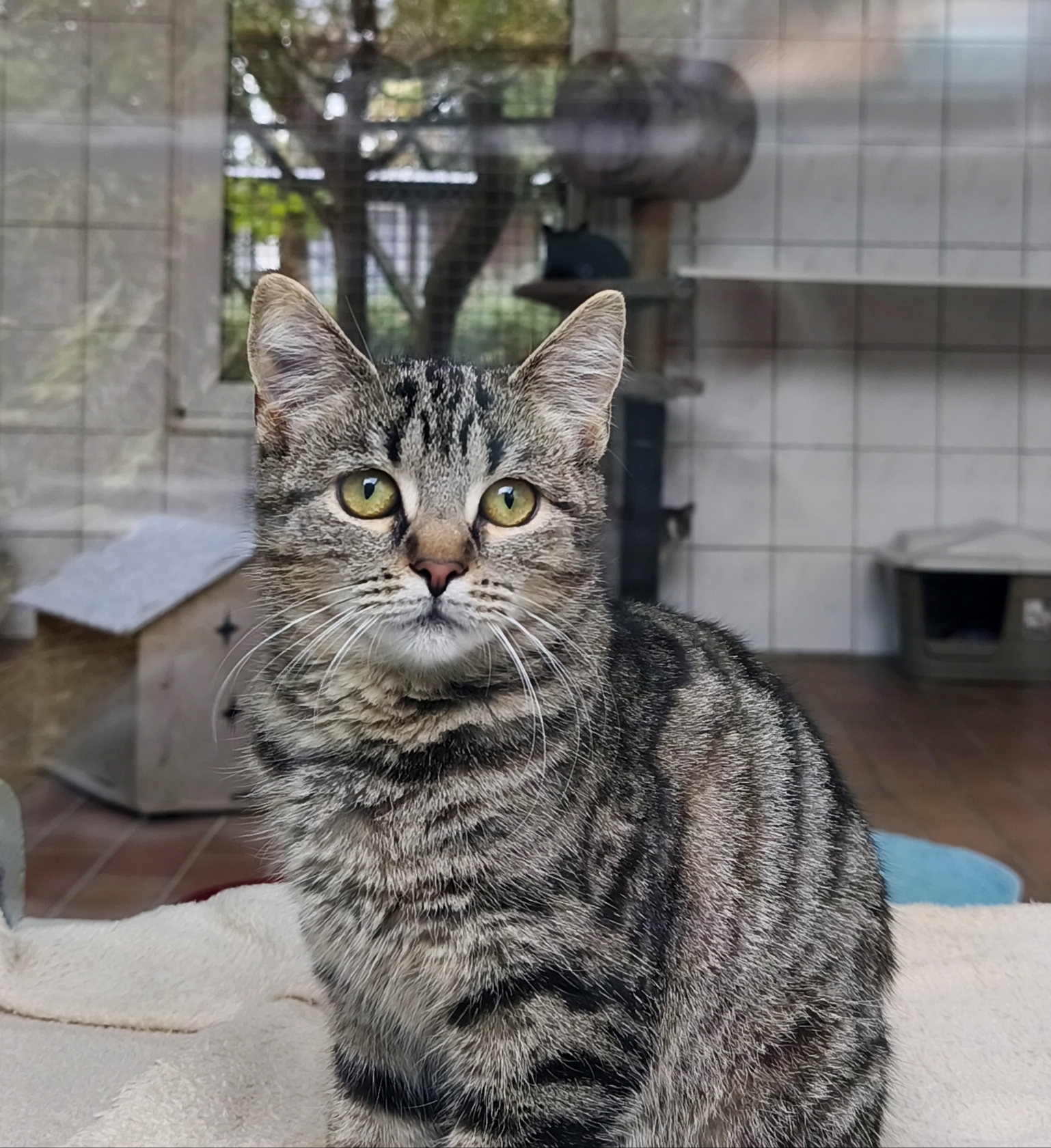 Pippa, EKH – Tierschutzzentrum Ribbesbüttel