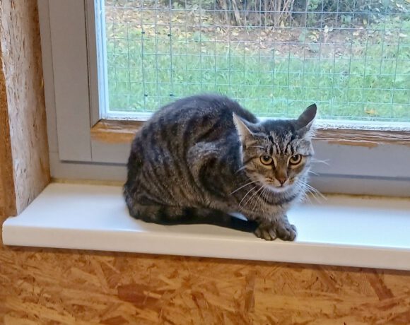 Zelda, ca. 1,5 Jahre