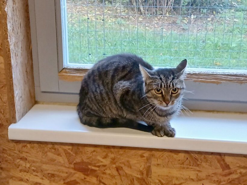 Zelda, ca. 1,5 Jahre
